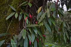 Aeschynanthus perrottetii